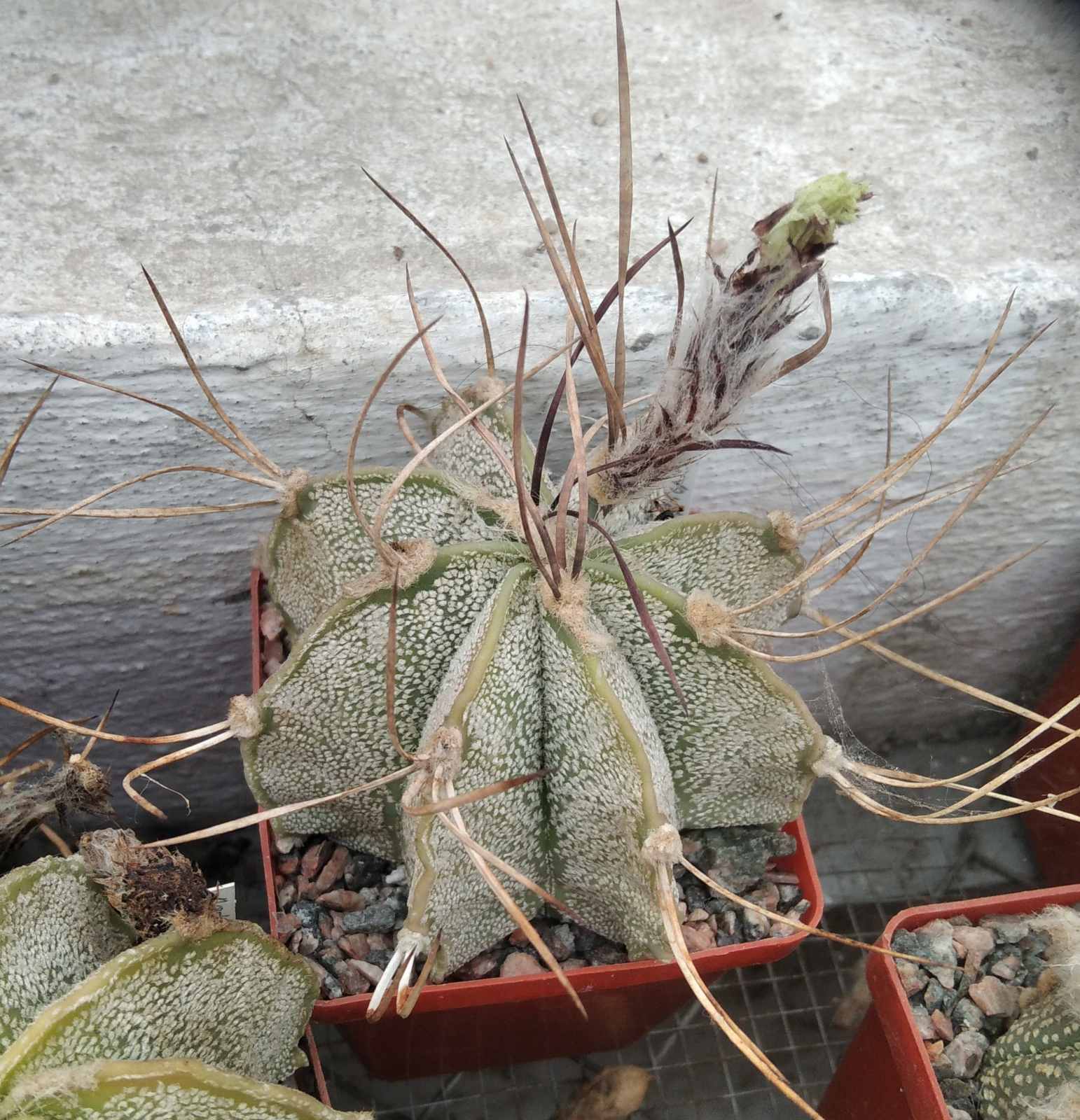 Astrophytum niveum "Weisse Stachel"-Koehres- cube-6cm-