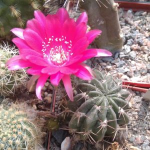 Lobivia pentlandii v. sayariensis JK0307 -Cochabamba, Chala-cube-7cm-