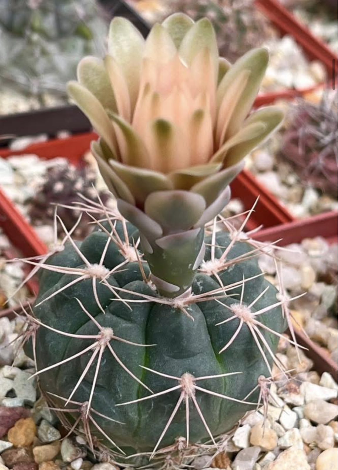 gymnocalycium species