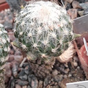 Еncephalocarpus strobiliformis -біля3см, своє коріння-:rare-