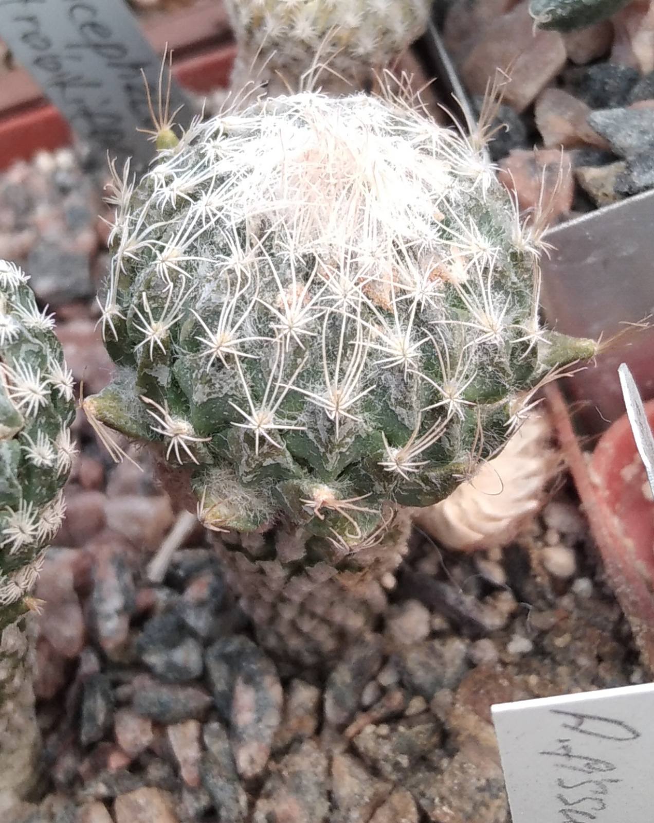 Еncephalocarpus strobiliformis -біля3см, своє коріння-:rare-