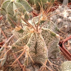 Astrophytum myriostigma v. mirbellii -Koehres- cube-6cm-