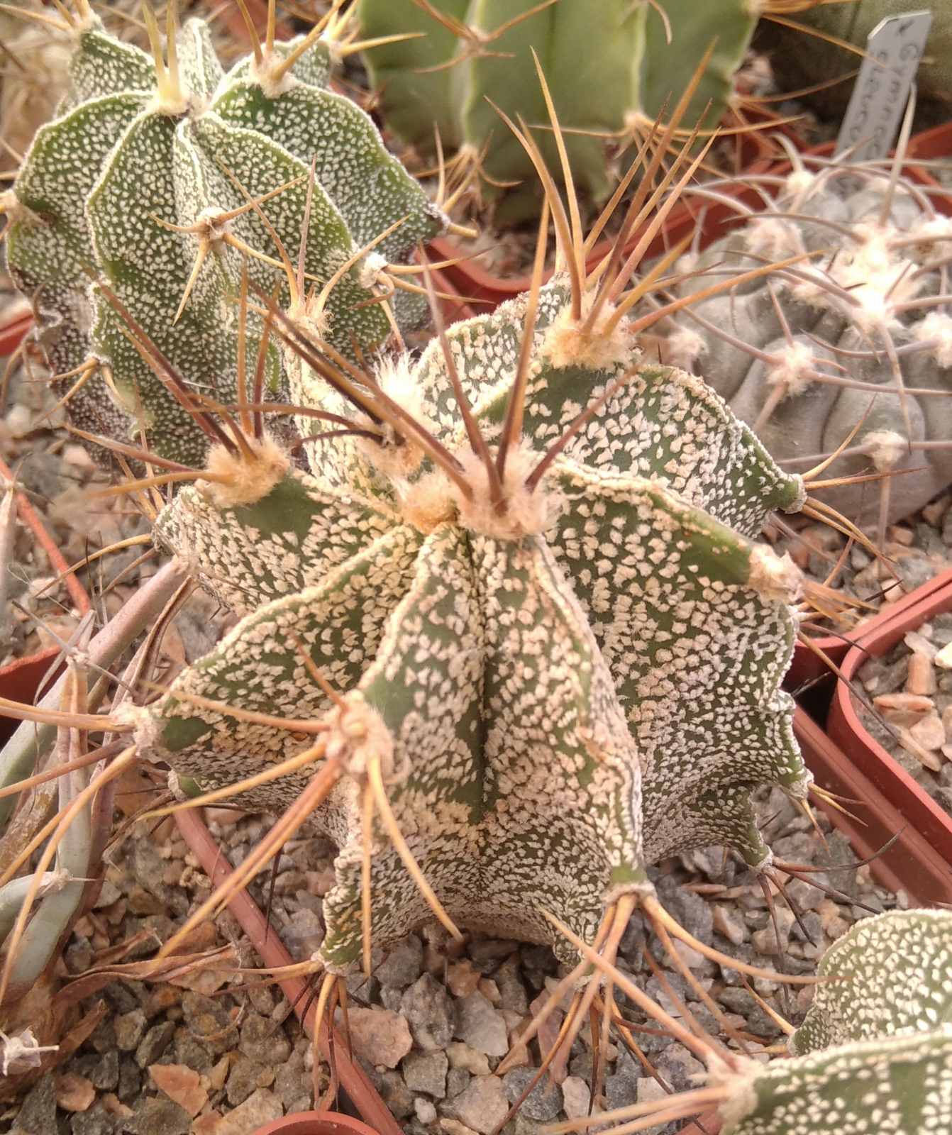 Astrophytum myriostigma v. mirbellii -Koehres- cube-6cm-