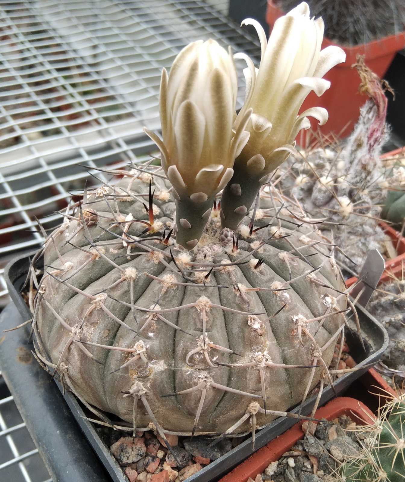 Gymnocalycium bodenbenderianum -cube-8cm- 20years-