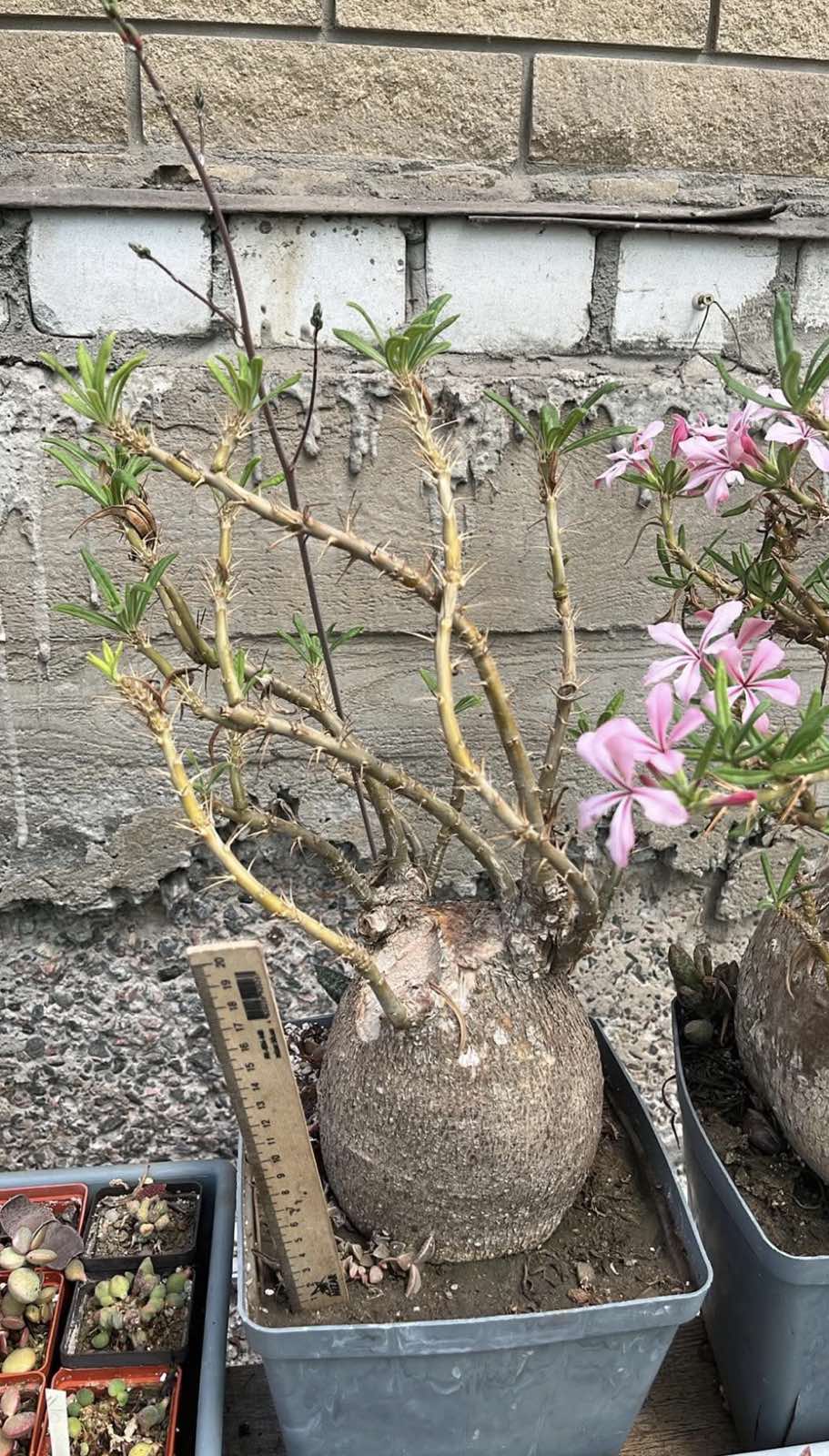 pachypodium bispinosum