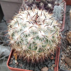 Coryphantha greenwoodii H05 -MG-cube-6cm-hard culture-