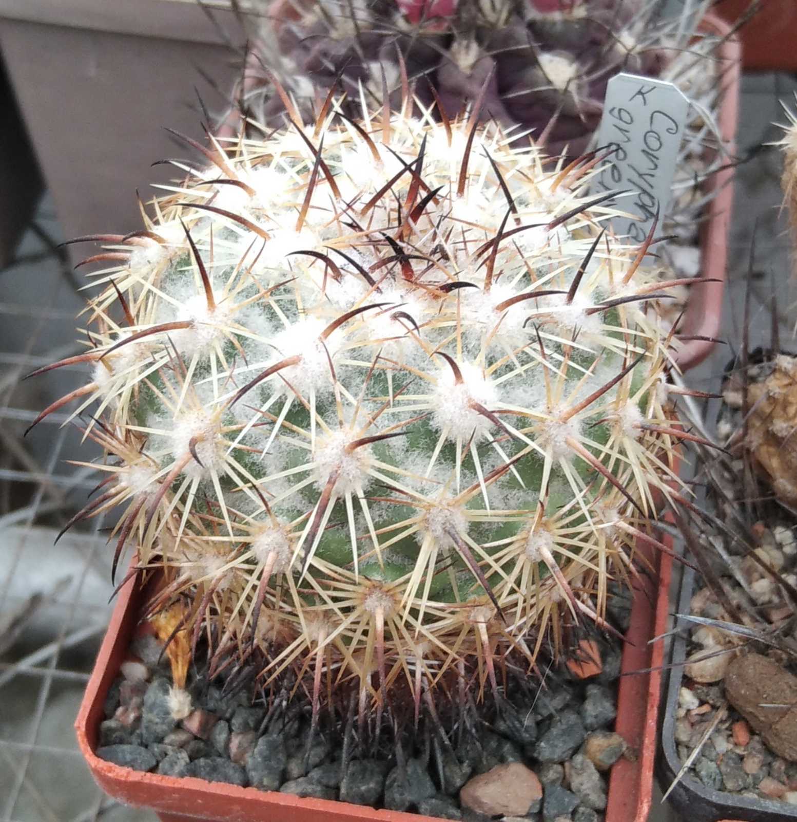 Coryphantha greenwoodii H05 -MG-cube-6cm-hard culture-