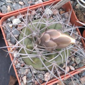 Gymn. curvispinum -Villa Dolores, Catamarca- cube-7cm-