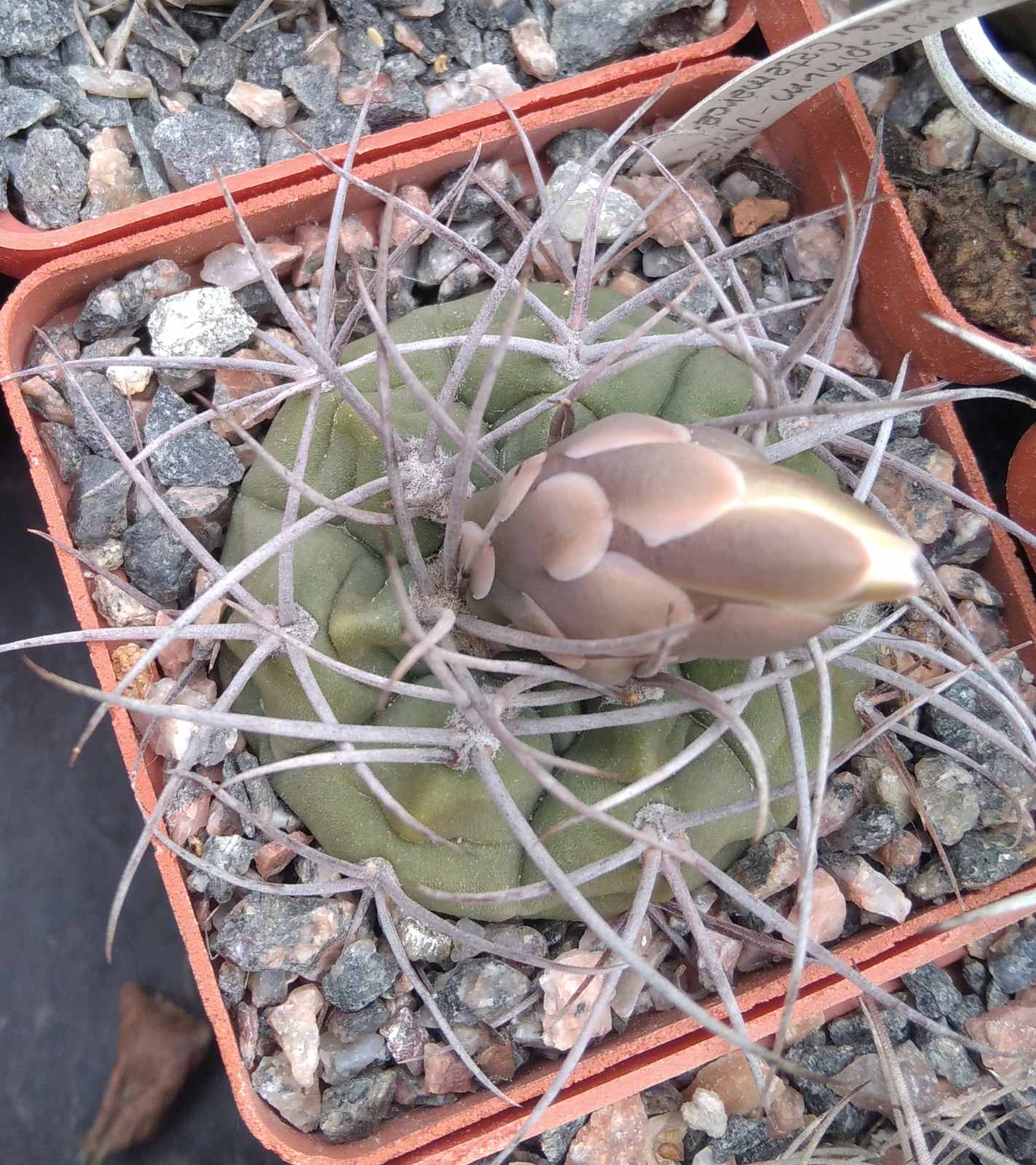 Gymn. curvispinum -Villa Dolores, Catamarca- cube-7cm-