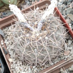 Gymnocalycium spec. VG411 -(aff borthii)- Nogoli, SL, 850m-