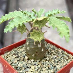 dorstenia lavrani