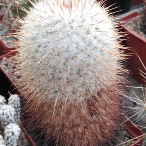 Mammillaria dixanthocentron v. flavicentra -MG- cube-7cm-