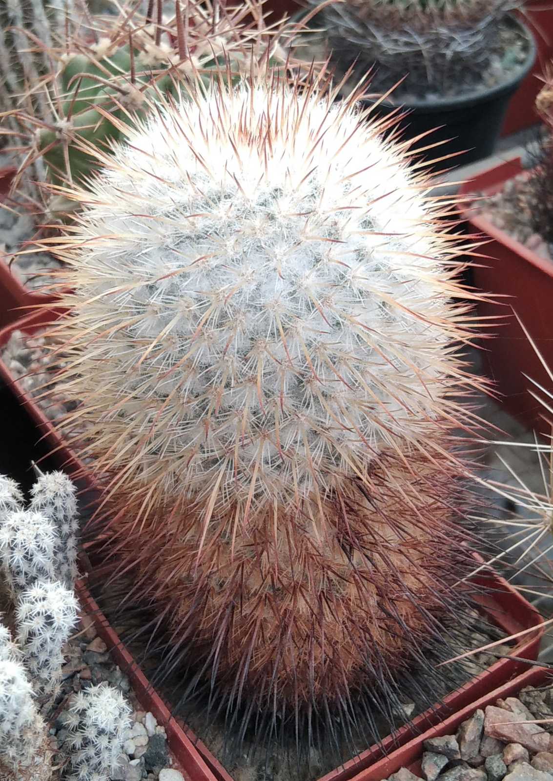 Mammillaria dixanthocentron v. flavicentra -MG- cube-7cm-