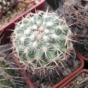 Coryphantha  pallida -Mesa Garden- cube-5cm-