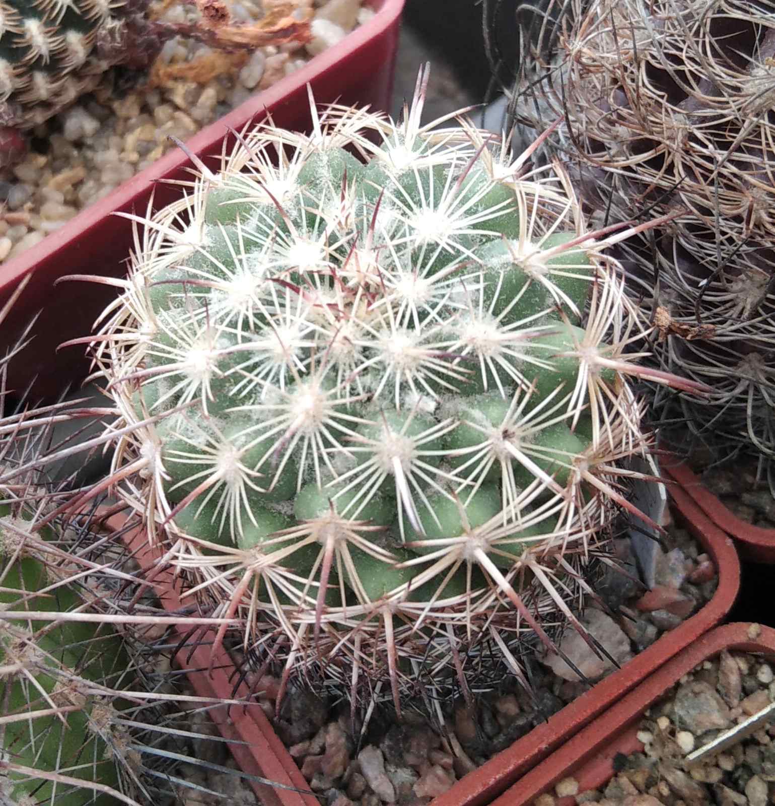 Coryphantha  pallida -Mesa Garden- cube-5cm-