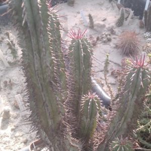 Euphorbia polygona - сіянець від Меса Гарден- крупні пагони-
