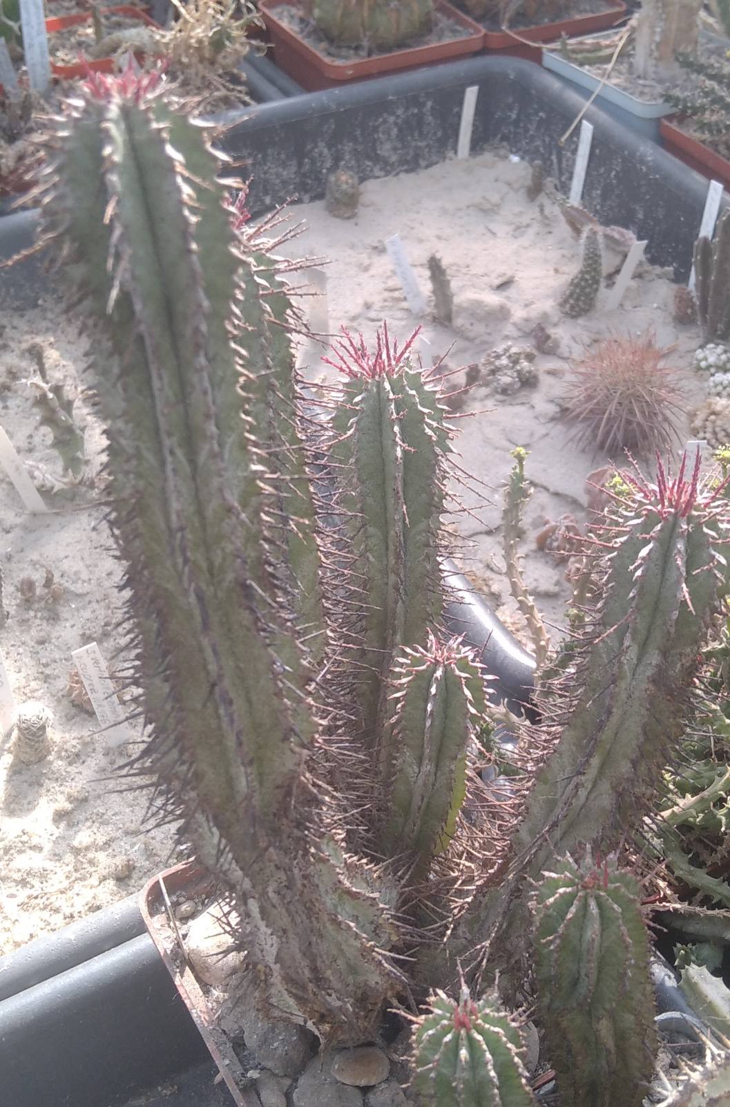 Euphorbia polygona - сіянець від Меса Гарден- крупні пагони-