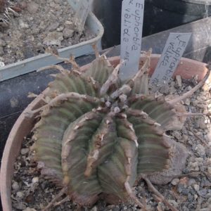 Euphorbia valida - сіянець біля 4-5см- MG-