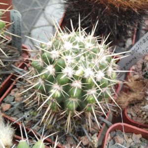 Notocactus submammullosus -cube-6cm-