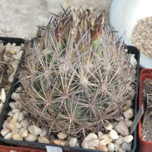 Echinomastus unguispinus SB525 -cube-12cm-багаторічна прихована підщепа-