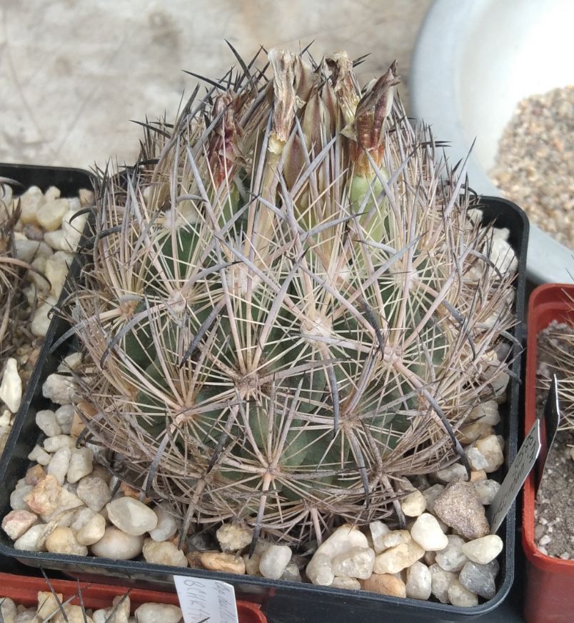 Echinomastus unguispinus SB525 -cube-12cm-багаторічна прихована підщепа-