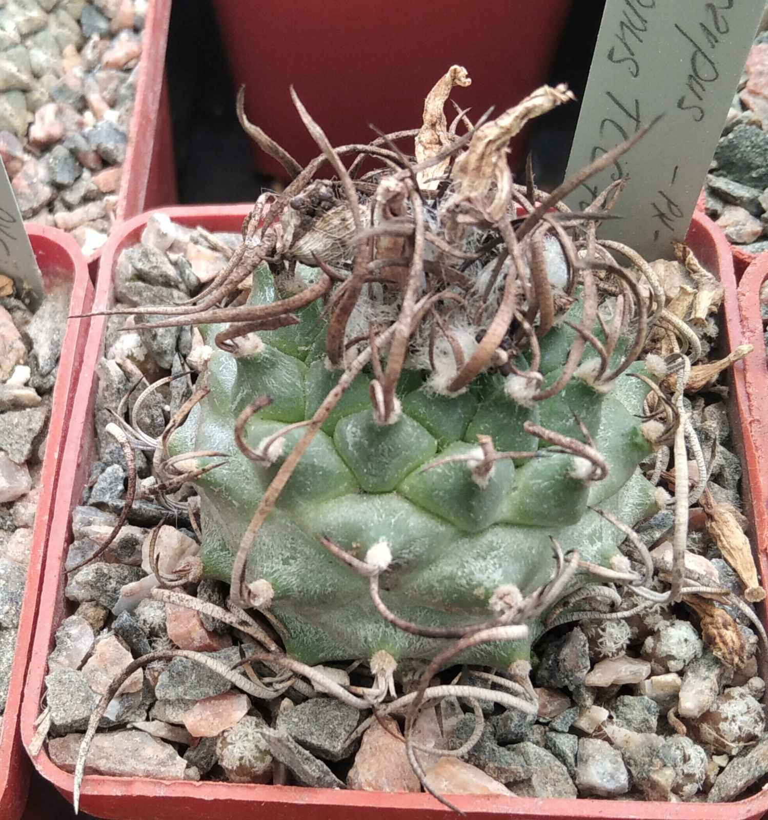 Turbinicarpus klinkerianus TCG7002 -LB-cube-6cm-