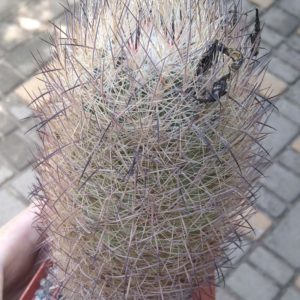 Echinomastus unguispinus GL607 -cube-8cm- big plant- прихована підщепа-