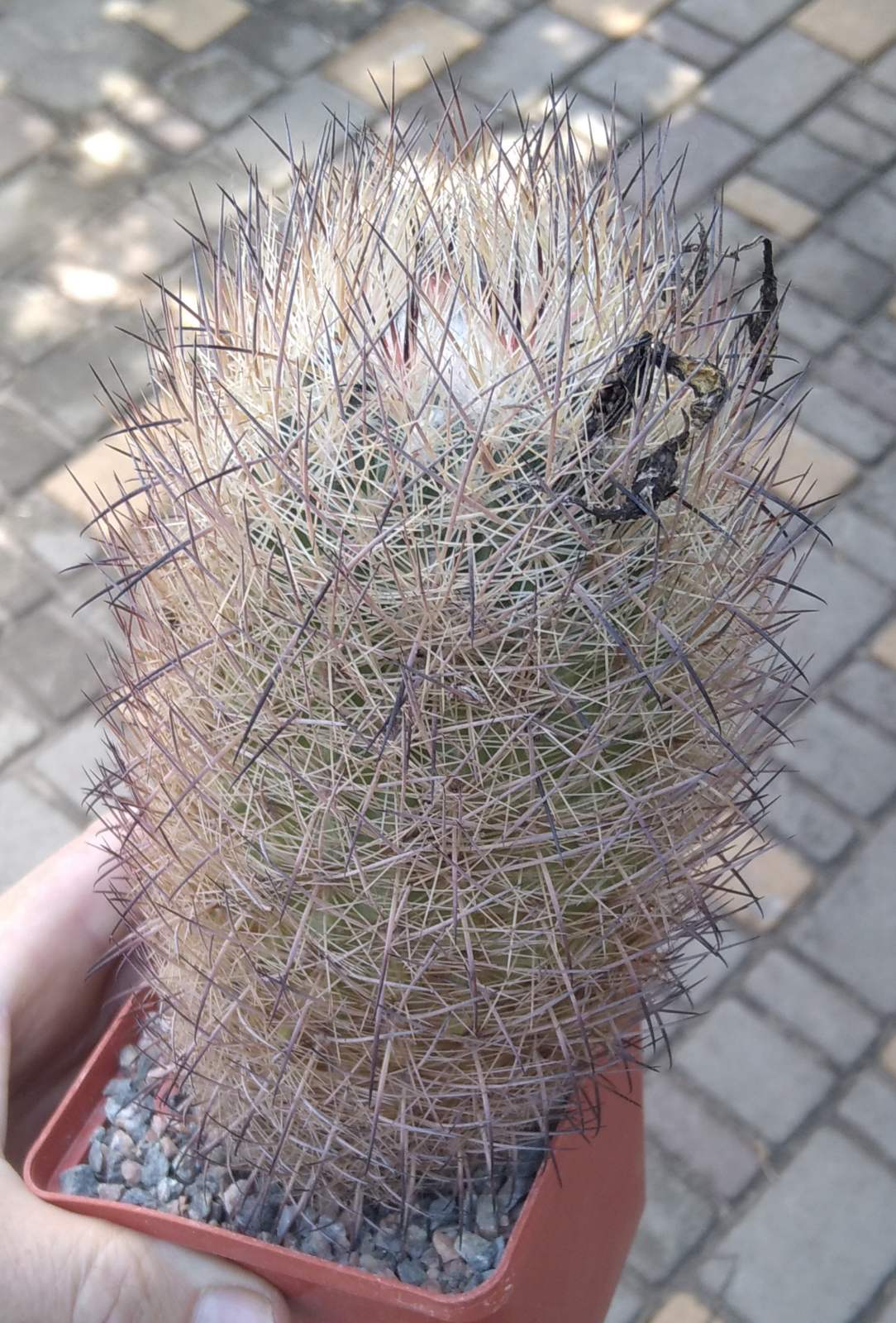 Echinomastus unguispinus GL607 -cube-8cm- big plant- прихована підщепа-