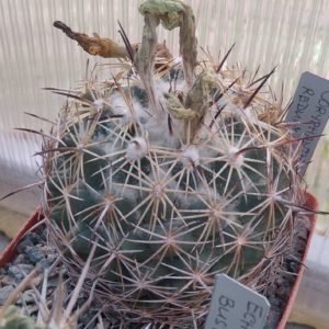 Coryphantha reduncuispina -cube-8cm-
