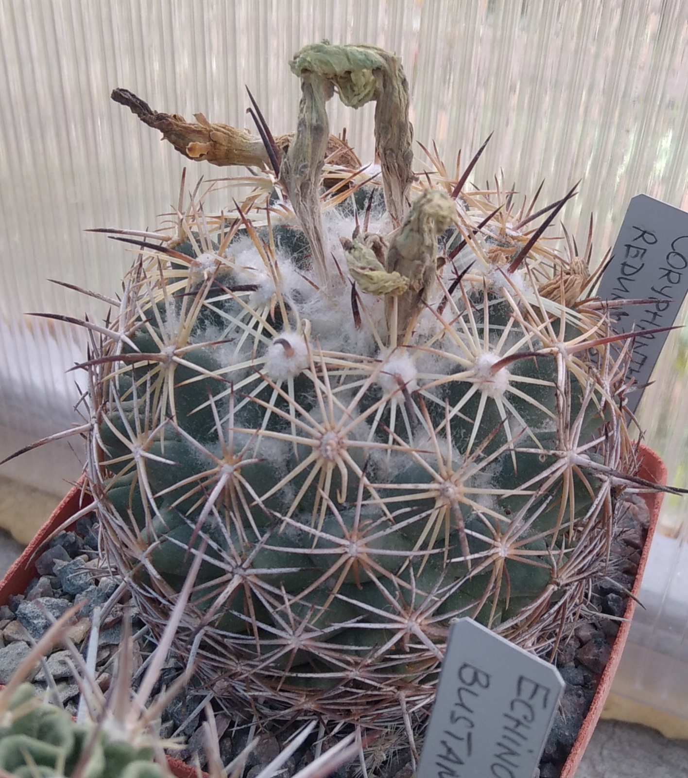 Coryphantha reduncuispina -cube-8cm-