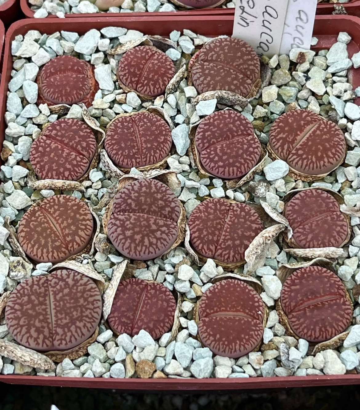 Lithops aucampiae ssp euniceae C48