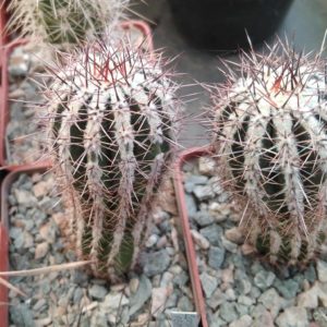 Echinopsis cv."Hakuyo-Maru"- cube-6cm- Japan-