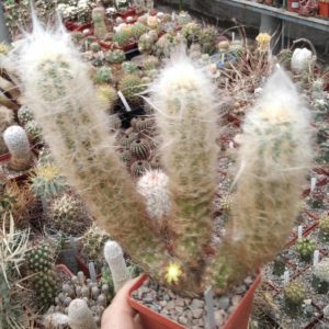 Morawetzia sericata -cube-8cm- MG-сіянець!-