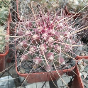 Ferocactus hamathacanthus GL150 cube-6cm-