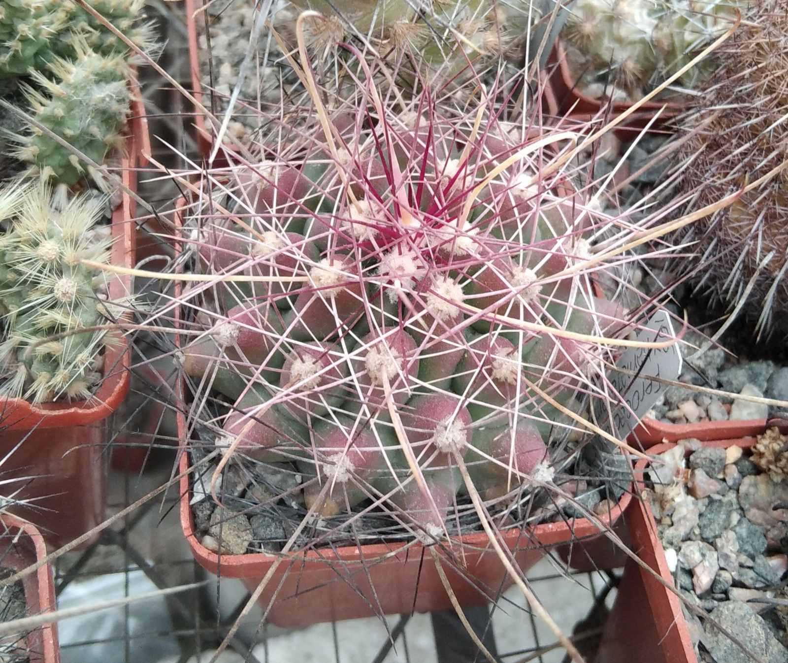 Ferocactus hamathacanthus GL150 cube-6cm-