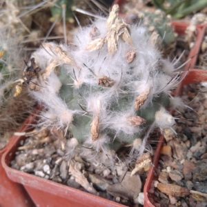 Turbinicarpus hybride- cube-6cm- багаторічна мініатюра-