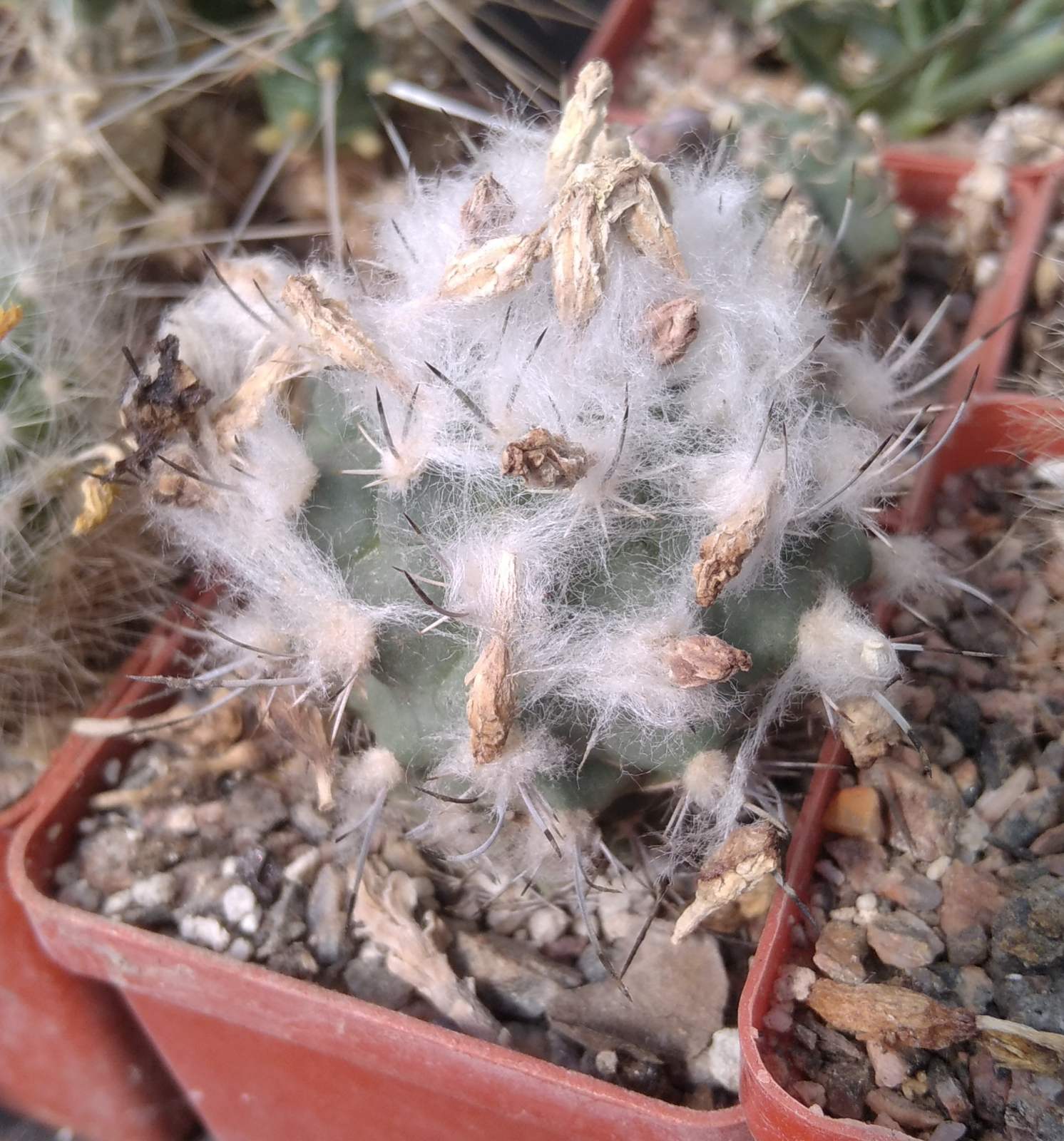 Turbinicarpus hybride- cube-6cm- багаторічна мініатюра-