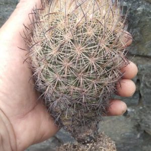 Echinomastus unguispinus SB1727 -діам.-6-7см, Н-14см-своє коріння-