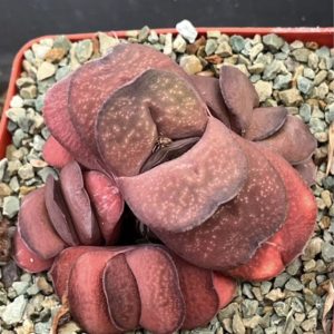 gasteria armstrongii renni wong