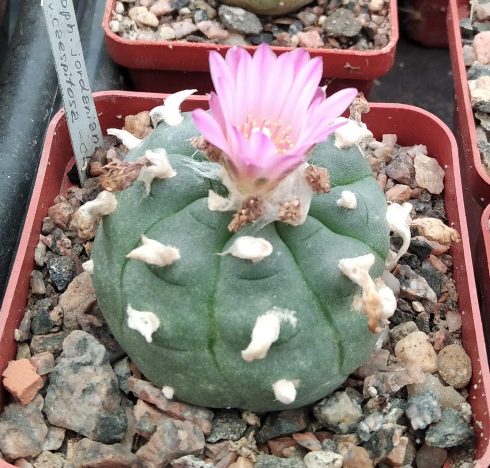 Lophophora jourdaniana v. caespitosa -Dohnalik- рідкість -cube-7cm-сіянець-