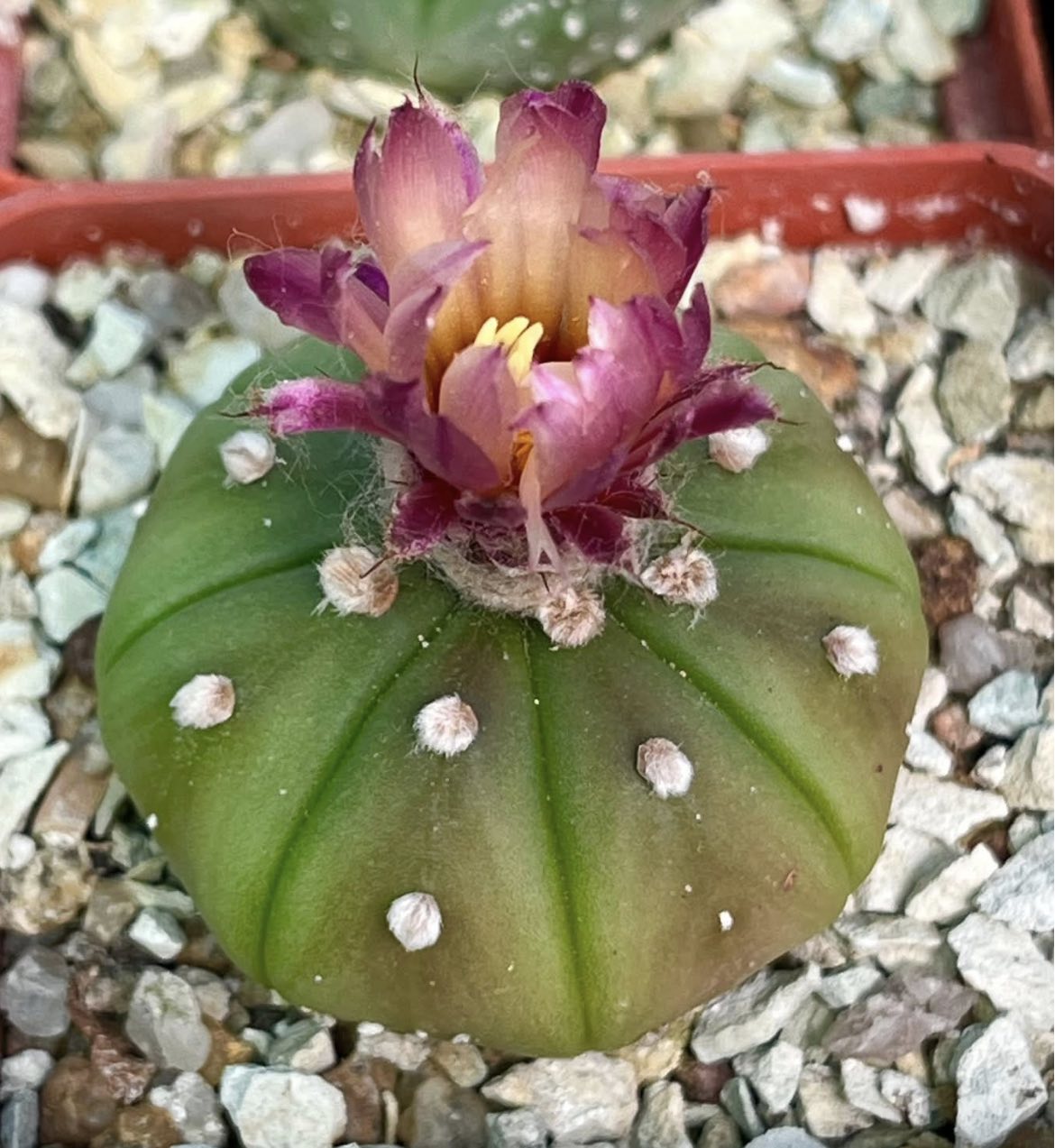astrophytum rote blute
