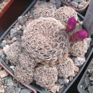 Sulcorebutia albissima HS106- супергарна!-пагони-