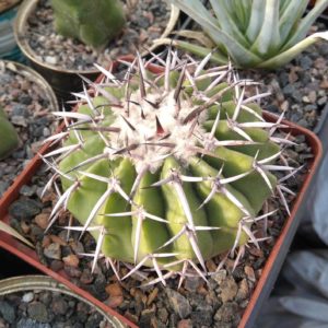 Discocactus latispinus HU146 -cube-9cm-прихована підщепа-