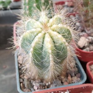 Eriocactus magnificus f. variegata - cube-5cm-