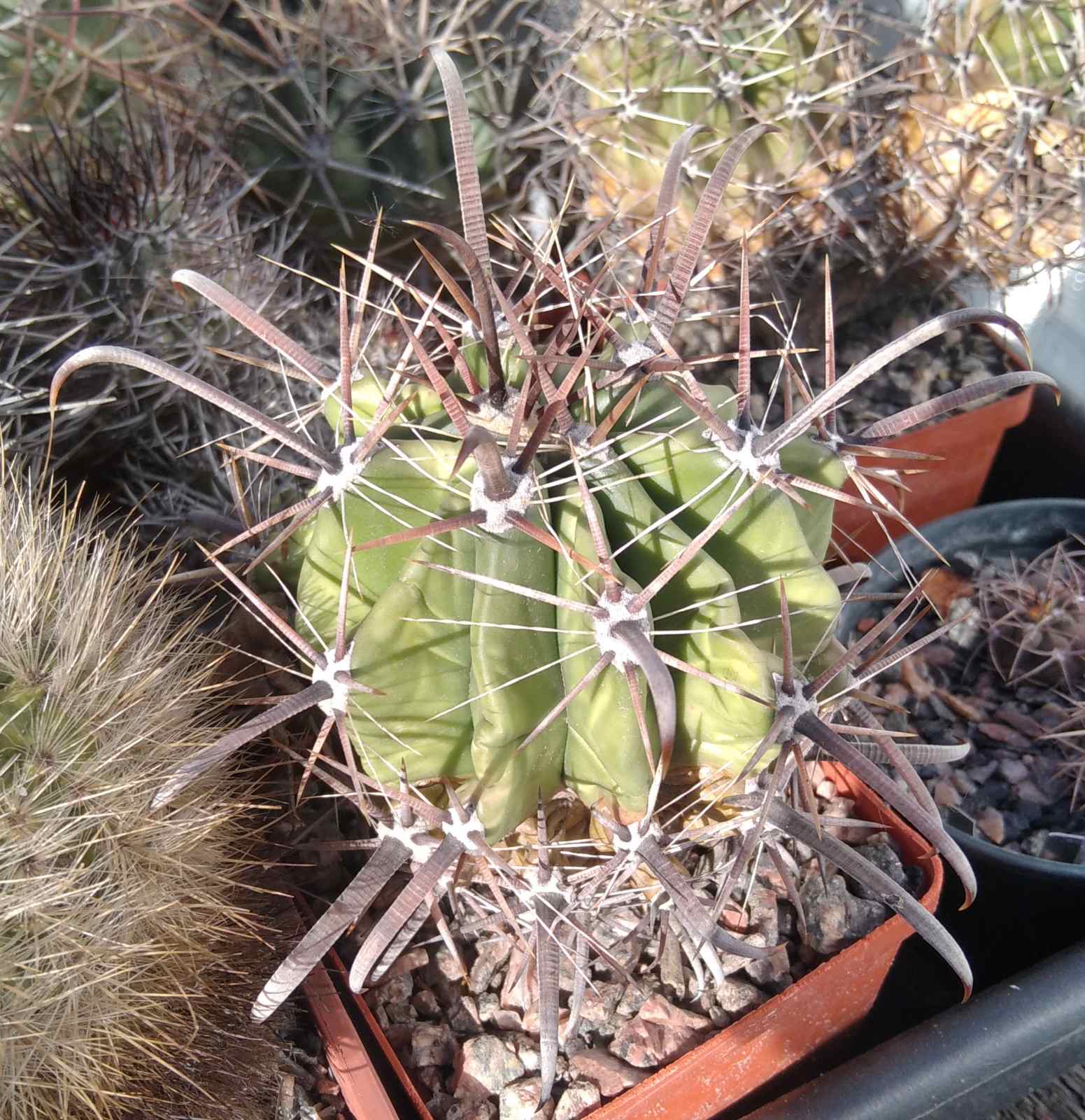 Ferocactus wislizenii v. herrerae SB1867 -Las Guasimas, Sonora- MG-cube-8cm-