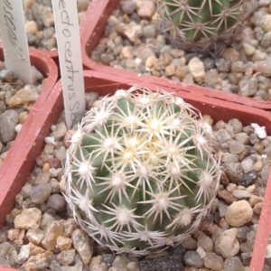 Echinomastus erectocentrus SB462 -cube-5cm- своє коріння-