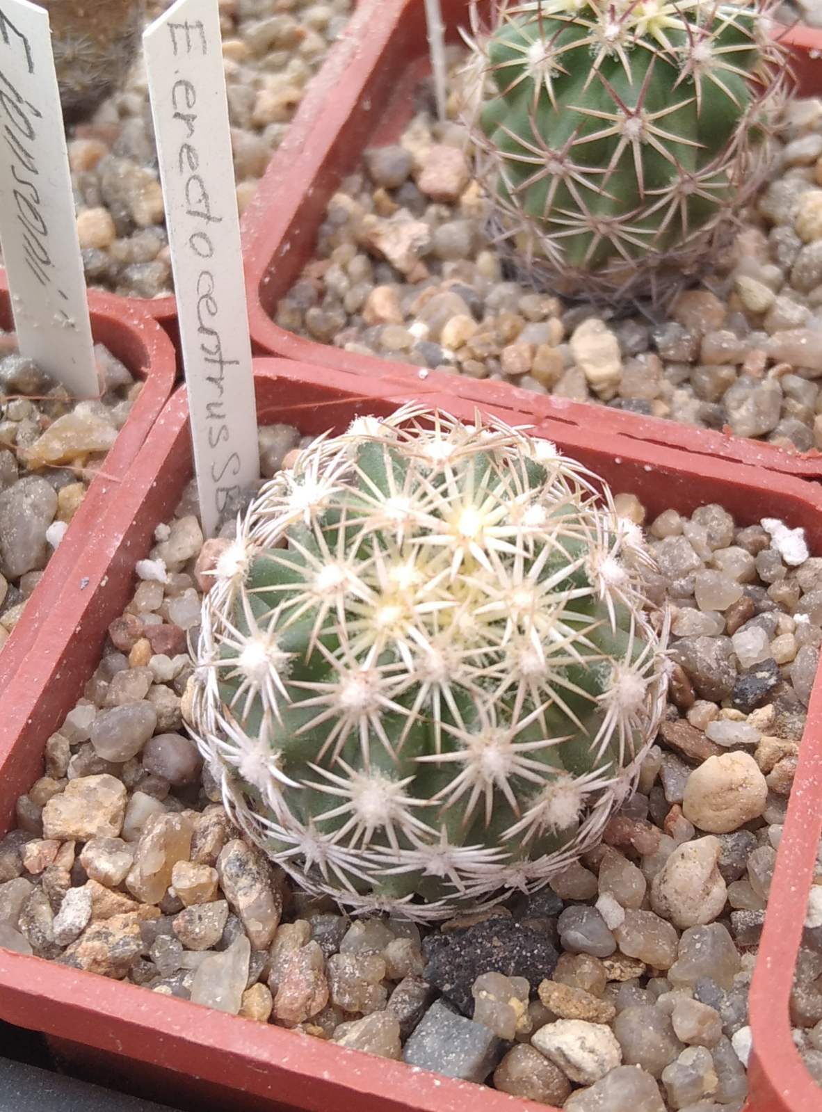Echinomastus erectocentrus SB462 -cube-5cm- своє коріння-