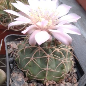 Gymnocalycium aff capillaense -cube-9cm-