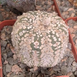 Astrophytum asterias cv."Supercabuto"-cube-7cm-