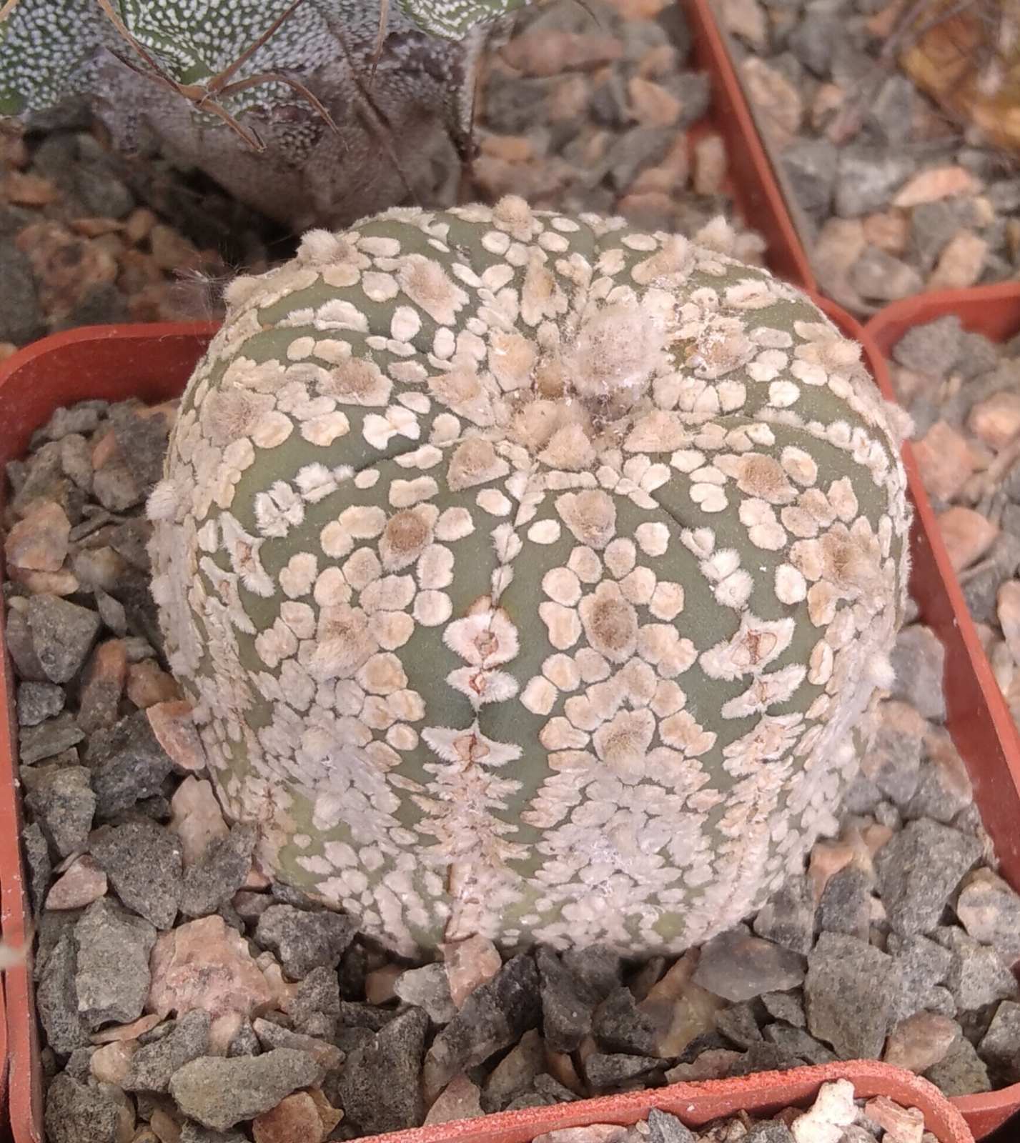 Astrophytum asterias cv."Supercabuto"-cube-7cm-
